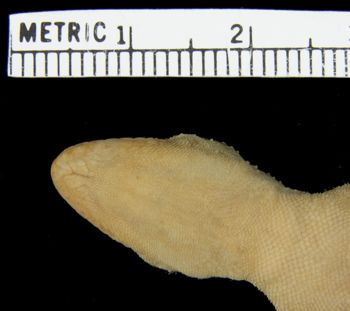 Media type: image;   Herpetology R-43855